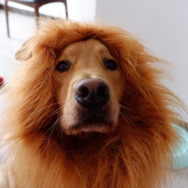 cat costumes cute pet cosplay clothes transfiguration costume lion large decoration mane apparel ear with dog wig winter party warm o4x3
cat costumes cute pet cosplay clothes transfiguration costume lion large decoration mane apparel ear with dog wig winter party warm o4x3