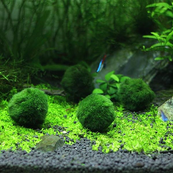 decorations artificial seaweed aquarium ball landscaping happy green environmental fish tank decoration decor
decorations artificial seaweed aquarium ball landscaping happy green environmental fish tank decoration decor