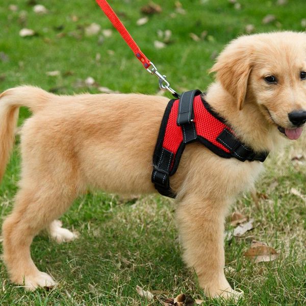 dog collars & leashes harness no-pull adjustable outdoor pet for large medium small vest supplies drop
dog collars & leashes harness no-pull adjustable outdoor pet for large medium small vest supplies drop