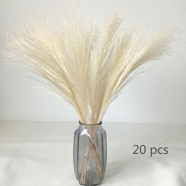 decorative flowers & wreaths dongli 20 pcs natural dried small pampas grass white dry reeds plumes fluffy cortaderia selloana bohemian weddi
decorative flowers & wreaths dongli 20 pcs natural dried small pampas grass white dry reeds plumes fluffy cortaderia selloana bohemian weddi