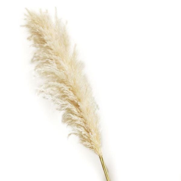 3pcs pampas grass dried home decor ried reed flowers huge real decorative & wreaths
3pcs pampas grass dried home decor ried reed flowers huge real decorative & wreaths