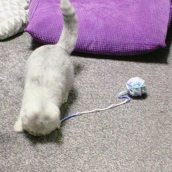 cat toys hairline ball toy tease stick kitten grinding tooth gnawing from hi defrupigy artifact supplies
cat toys hairline ball toy tease stick kitten grinding tooth gnawing from hi defrupigy artifact supplies
