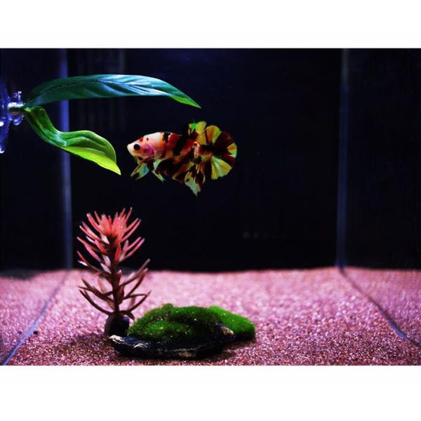 double-layered simulation ornamental leaf betta fish rest spawning bed hammock for tank aquarium hr decorations
double-layered simulation ornamental leaf betta fish rest spawning bed hammock for tank aquarium hr decorations