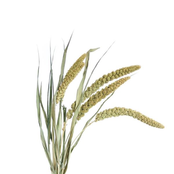 decorative flowers & wreaths 30pcs millet flower christmas decor real pampas grass natural dried plant ornaments wedding bunch
decorative flowers & wreaths 30pcs millet flower christmas decor real pampas grass natural dried plant ornaments wedding bunch