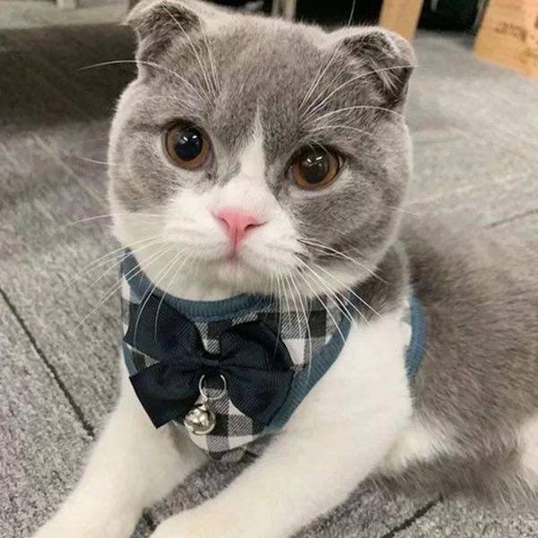 cat collars & leads harness small dog and leash mesh padded no pull puppy pet bowtie plaid tuxedo vest for cats
cat collars & leads harness small dog and leash mesh padded no pull puppy pet bowtie plaid tuxedo vest for cats