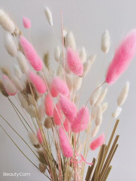 decorative flowers & wreaths 50/100/200/500 pcs natrual dried flower tail grass wholesale white pink black
decorative flowers & wreaths 50/100/200/500 pcs natrual dried flower tail grass wholesale white pink black
