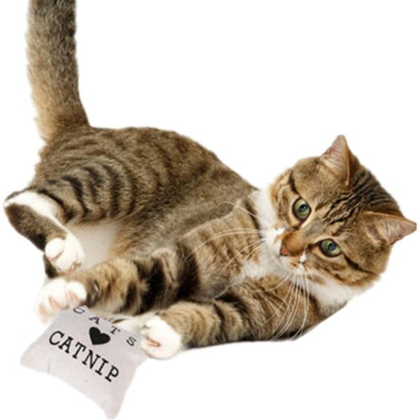 pet cat refilling catnip simulation plush interactive chewing bell toy resistant to bite training wholesale 50my31 toys
pet cat refilling catnip simulation plush interactive chewing bell toy resistant to bite training wholesale 50my31 toys