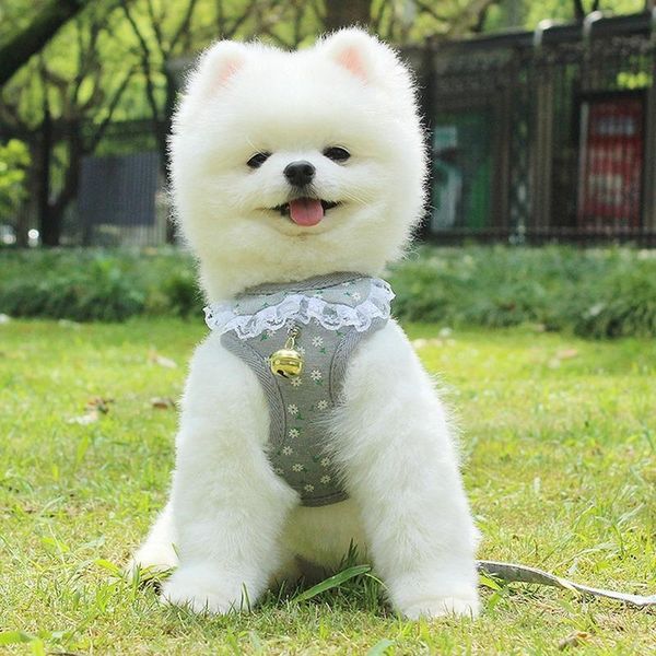 dog collars & leashes spring, summer, puppy chest harness bells bowknot pet leash breathable mesh cloth straps dogs pets accessories
dog collars & leashes spring, summer, puppy chest harness bells bowknot pet leash breathable mesh cloth straps dogs pets accessories