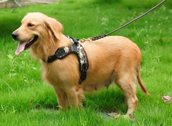 dog soft adjustable harness pet large walk out vest collar hand strap for small medium dogs supplies collars & leashes
dog soft adjustable harness pet large walk out vest collar hand strap for small medium dogs supplies collars & leashes