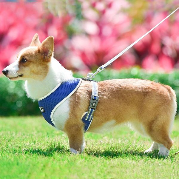cat collars & leads pet chest harness reflective collar training small puppy adjustable dogs straps pets accessories
cat collars & leads pet chest harness reflective collar training small puppy adjustable dogs straps pets accessories