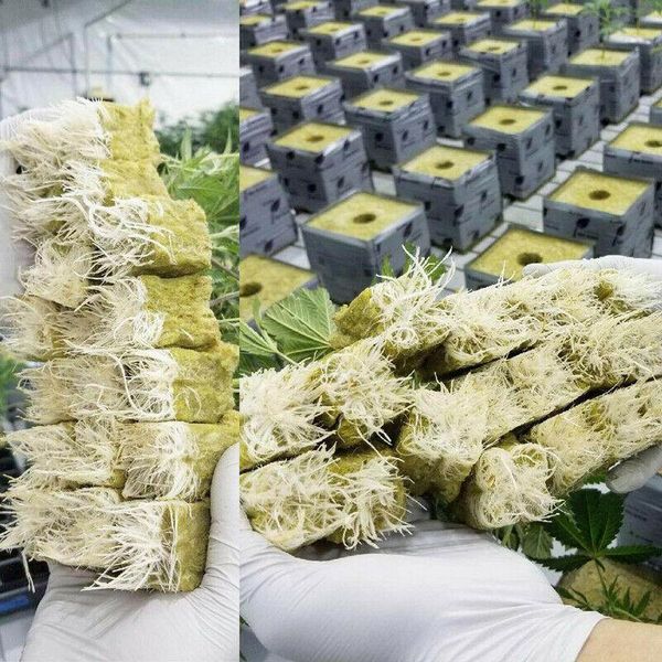 grodan rockwool sheet block propagation cloning seed raising hydroponic 49&98 cubes planters & pots
grodan rockwool sheet block propagation cloning seed raising hydroponic 49&98 cubes planters & pots