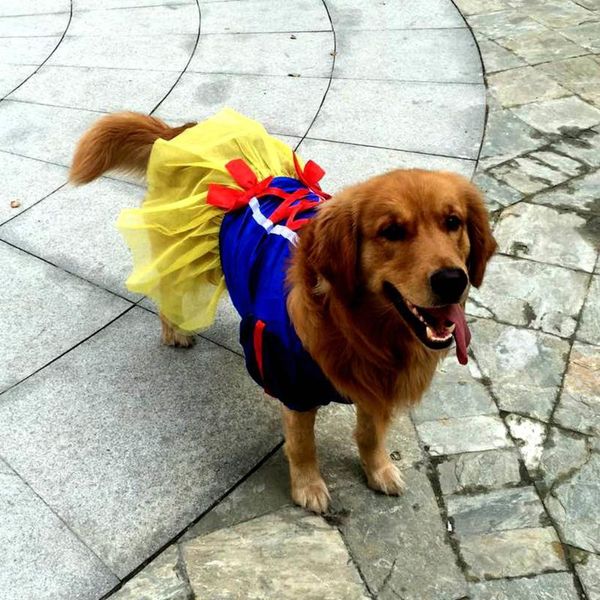 dog apparel large dress big clothes summer golden retriever labrador haski husky princess dresses clothing for pet costume
dog apparel large dress big clothes summer golden retriever labrador haski husky princess dresses clothing for pet costume