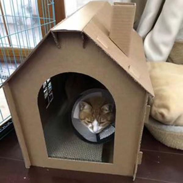 pet cat furniture scratcher kitten sleeping house bed grinding claw toy carriers,crates & houses
pet cat furniture scratcher kitten sleeping house bed grinding claw toy carriers,crates & houses