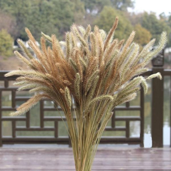 decorative flowers & wreaths 100pcs dried flower small dog's tail grass bouquet wedding bunch natural plants decoration home accessorie
decorative flowers & wreaths 100pcs dried flower small dog's tail grass bouquet wedding bunch natural plants decoration home accessorie