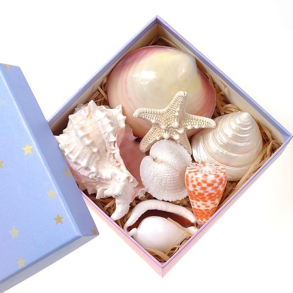 novelty items 7pcs/box natural conch shell pink dream gift box girlfriend mother's day home decoration children's toys cafe decora
novelty items 7pcs/box natural conch shell pink dream gift box girlfriend mother's day home decoration children's toys cafe decora
