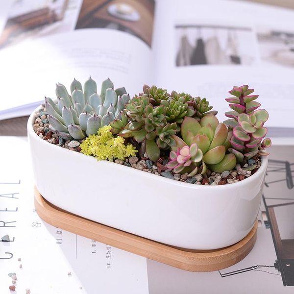 planters & pots 1 set minimalist white ceramic succulent plant pot porcelain planter decorative deskflowerpot home decor(1 + tray)
planters & pots 1 set minimalist white ceramic succulent plant pot porcelain planter decorative deskflowerpot home decor(1 + tray)
