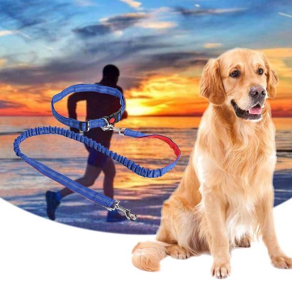 retractable hands dog leash for running jogging dual handle bungee reflective walking training lead collars & leashes
retractable hands dog leash for running jogging dual handle bungee reflective walking training lead collars & leashes