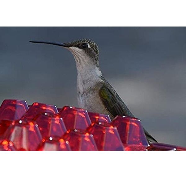 garden decorations red hexagon hanging hummingbird feeder drinker outside decoration birds water dispenser outdoor feeding e8bd
garden decorations red hexagon hanging hummingbird feeder drinker outside decoration birds water dispenser outdoor feeding e8bd