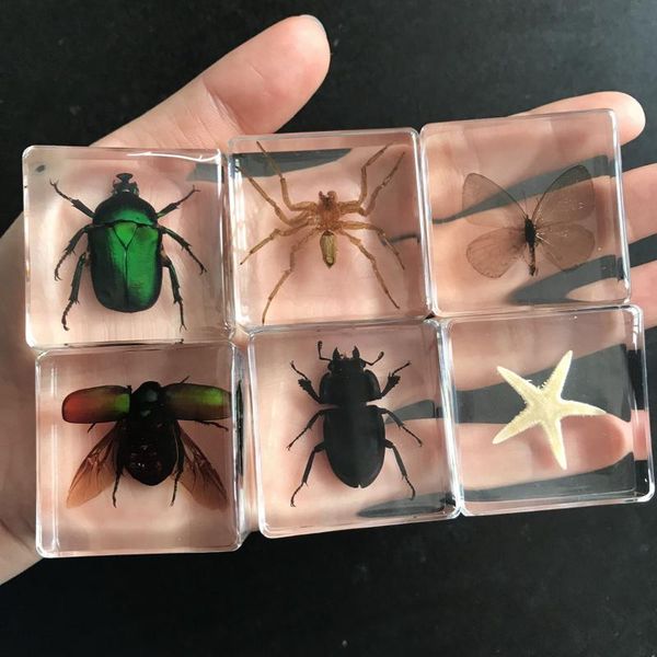 decorative objects & figurines grey butterfly insect specimen star fish in clear resin educational explore instrument school biological teac
decorative objects & figurines grey butterfly insect specimen star fish in clear resin educational explore instrument school biological teac