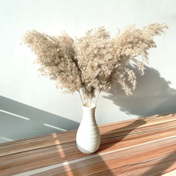 19-22 pampas grass decor dried fowers bunny tai grass fowers wedding fowers for home party decoration pastic vase
19-22 pampas grass decor dried fowers bunny tai grass fowers wedding fowers for home party decoration pastic vase