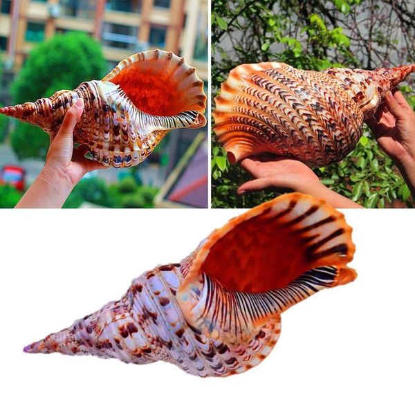 natural shell conch moist lips phoenix snail ear specimen collection fish tank aquarium decoration escargot phénix novelty items
natural shell conch moist lips phoenix snail ear specimen collection fish tank aquarium decoration escargot phénix novelty items
