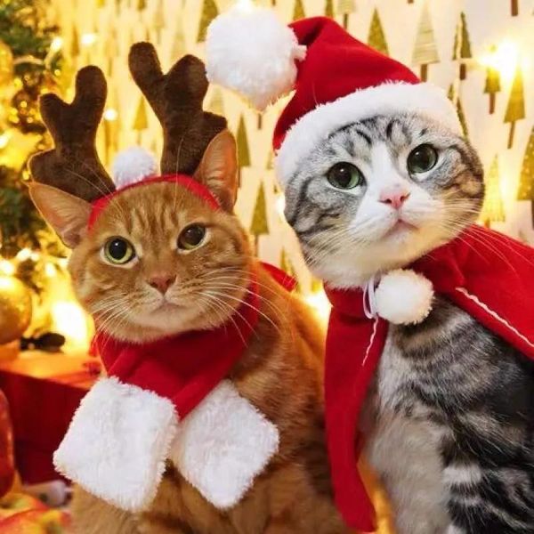 cat costumes christmas hat halloween pet costume for dog puppy scarf gift year santa winter cosplay supply
cat costumes christmas hat halloween pet costume for dog puppy scarf gift year santa winter cosplay supply