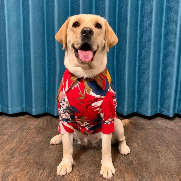 big dog clothes summer and autumn shirt breathable sunscreen holiday style golden retriever greyhound two-legged clothing apparel
big dog clothes summer and autumn shirt breathable sunscreen holiday style golden retriever greyhound two-legged clothing apparel