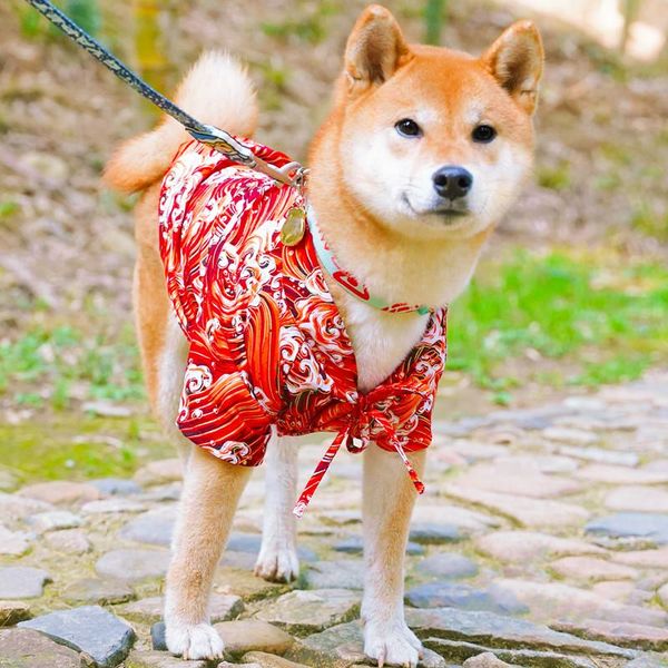 dog apparel shiba inu kimono japanese style bathrobe spring and summer thin clothes coats accessories supplies 
dog apparel shiba inu kimono japanese style bathrobe spring and summer thin clothes coats accessories supplies