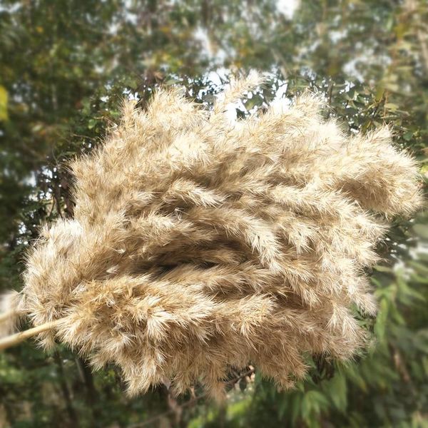 decorative flowers & wreaths dried flower reed dusting pampas grass wheat wedding shop decoration ornament home decor
decorative flowers & wreaths dried flower reed dusting pampas grass wheat wedding shop decoration ornament home decor