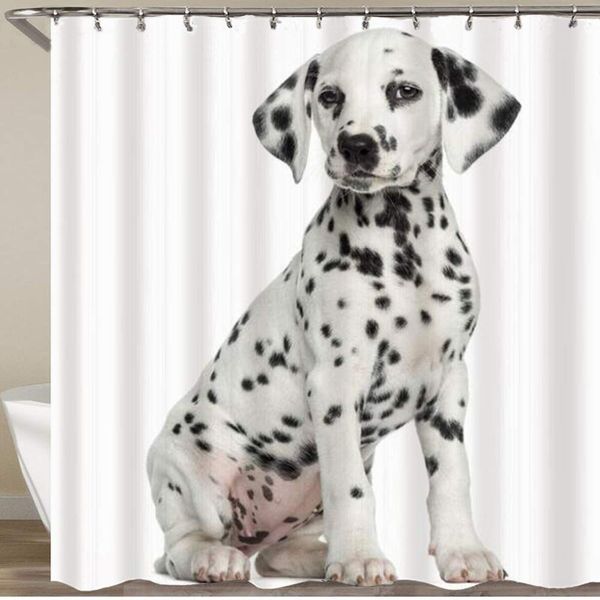 shower curtain,young dog dalmatian puppy sitting animals wildlife pet purebred seated,polyester fabric waterproof bath curtains
shower curtain,young dog dalmatian puppy sitting animals wildlife pet purebred seated,polyester fabric waterproof bath curtains