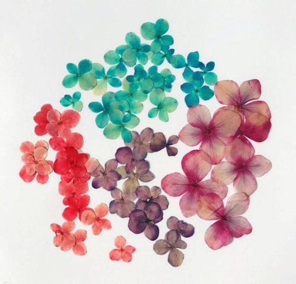 decorative flowers & wreaths 60pcs pressed absorbed dyed hydrangea macrophylla flower plant herbarium for jewelry postcard invitation card p
decorative flowers & wreaths 60pcs pressed absorbed dyed hydrangea macrophylla flower plant herbarium for jewelry postcard invitation card p