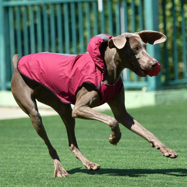 dog apparel windproof durable spring summer raincoat clothes lightweight rain jacket 2 legged hoodies
dog apparel windproof durable spring summer raincoat clothes lightweight rain jacket 2 legged hoodies