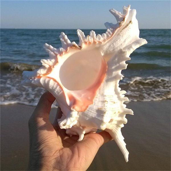 natural conch shell aquarium landscape ornament home wedding decor birthday gift fish bowl craft decorations
natural conch shell aquarium landscape ornament home wedding decor birthday gift fish bowl craft decorations