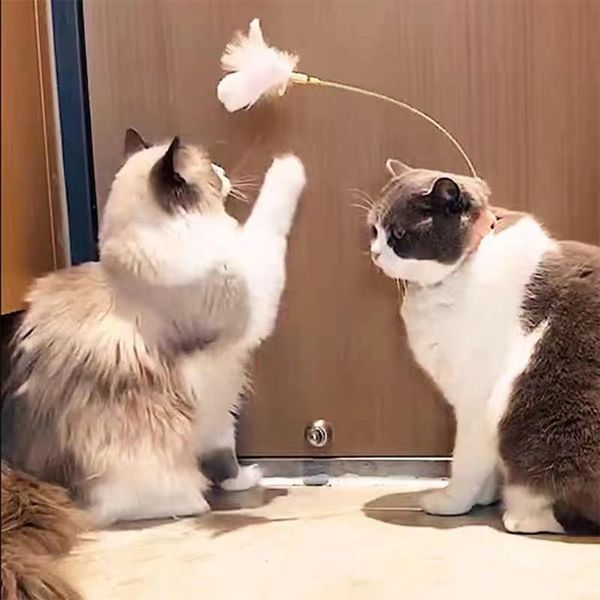 pet collar funny cat toy feather teaser stick bells since hi relieve boredom kitten kick and step toys
pet collar funny cat toy feather teaser stick bells since hi relieve boredom kitten kick and step toys