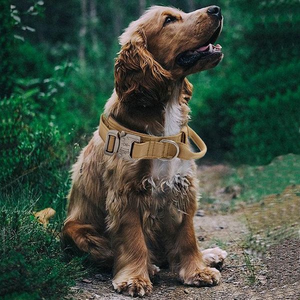1.5inch nylon dog collar for medium large dogs pet tactical army stainless steel buckle collars & leashes
1.5inch nylon dog collar for medium large dogs pet tactical army stainless steel buckle collars & leashes