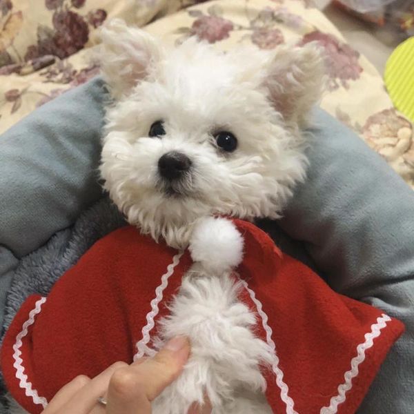 cat costumes christmas funny pet dog clothes cloak halloween disguise for cats small dogs year suit accessory
cat costumes christmas funny pet dog clothes cloak halloween disguise for cats small dogs year suit accessory