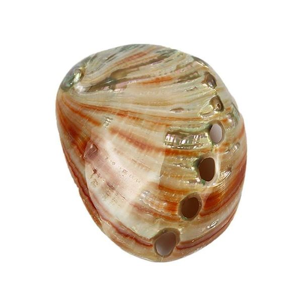 novelty items conch shells and red abalone shell fish tank aquarium landscaping decoration
novelty items conch shells and red abalone shell fish tank aquarium landscaping decoration