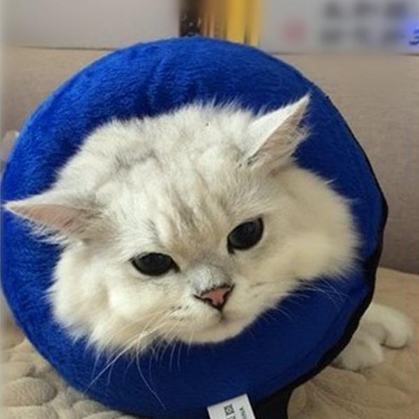 pet care cat protective inflatable collar soft recovery elizabethan for small medium large dogs dog collars & leashes
pet care cat protective inflatable collar soft recovery elizabethan for small medium large dogs dog collars & leashes
