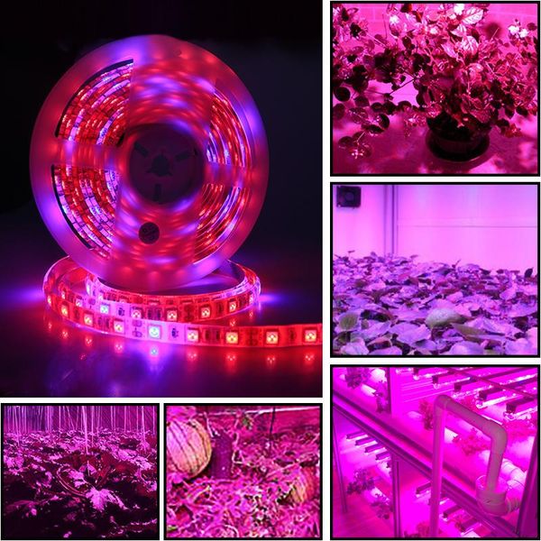 grow lights led light full spectrum usb strip 2835 chip phyto lamp for plants flowers greenhouse hydroponic growth tent
grow lights led light full spectrum usb strip 2835 chip phyto lamp for plants flowers greenhouse hydroponic growth tent