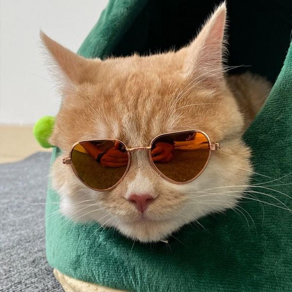 cat costumes 2021 lovely pet dog glasses eye-wear sunglasses pos props personality trend decor supplies
cat costumes 2021 lovely pet dog glasses eye-wear sunglasses pos props personality trend decor supplies