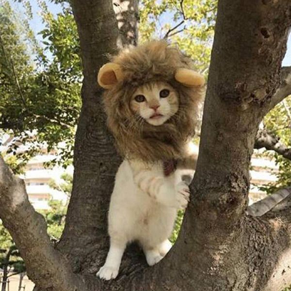 funny pet small dog cat costume lion mane wig cap hat for halloween christmas clothes fancy dress with ears costumes
funny pet small dog cat costume lion mane wig cap hat for halloween christmas clothes fancy dress with ears costumes