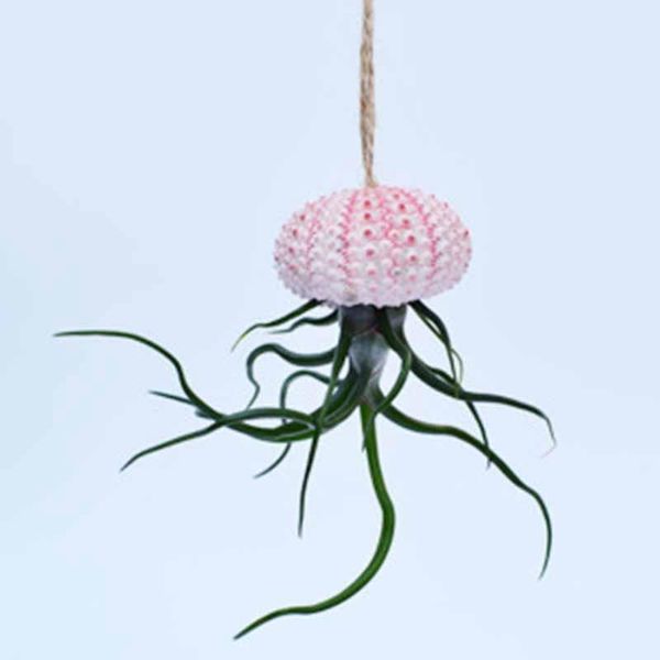 small ornaments of sea shells and urchin (excluding plants) decorative objects & figurines
small ornaments of sea shells and urchin (excluding plants) decorative objects & figurines