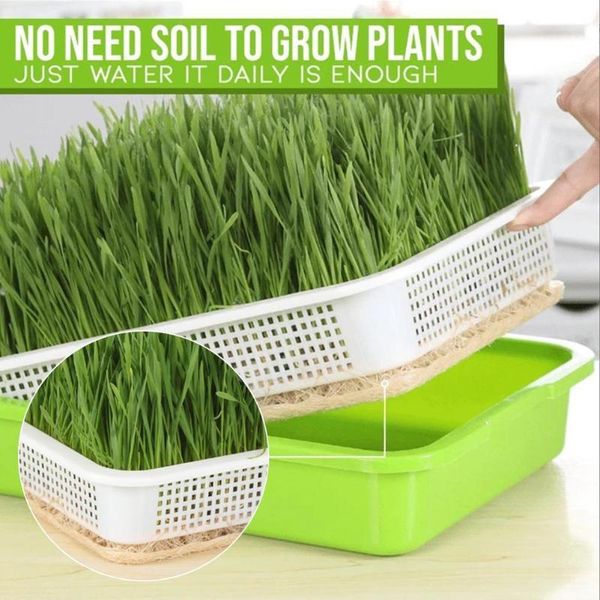 planters & pots green seed sprout planting plate with cover pea bean home tray systems hydroponic wheatgrass pot sprouter seedling germinat
planters & pots green seed sprout planting plate with cover pea bean home tray systems hydroponic wheatgrass pot sprouter seedling germinat