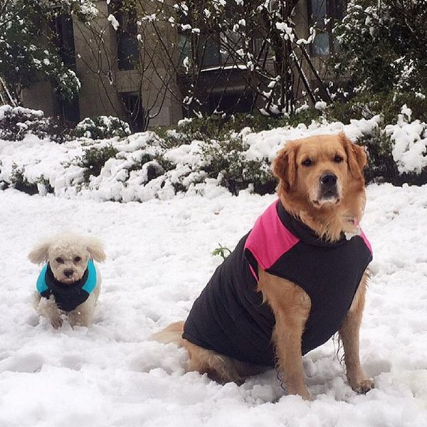 dog apparel warm down pet winter clothes jacket thickening cotton puppies body waterproof coat zippered big dogs parkas
dog apparel warm down pet winter clothes jacket thickening cotton puppies body waterproof coat zippered big dogs parkas
