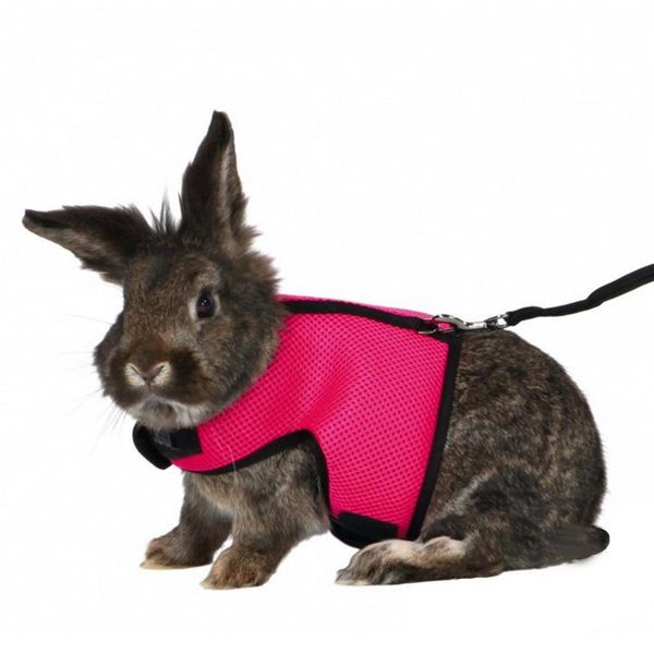 dog collars & leashes 1pc pet cat hamster harness for large medium small dogs supplies nylon collar
dog collars & leashes 1pc pet cat hamster harness for large medium small dogs supplies nylon collar