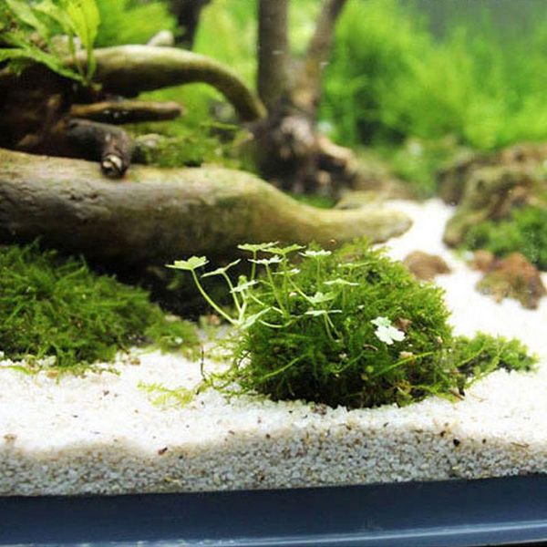 decorations natural mineral aquatic moss ball for aquarium crystal red shrimp fish tank
decorations natural mineral aquatic moss ball for aquarium crystal red shrimp fish tank