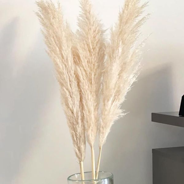 decorative flowers & wreaths 80cm pampas grass large super fluffy natural dried bouquet decor cream color wedding decorations christmas gift
decorative flowers & wreaths 80cm pampas grass large super fluffy natural dried bouquet decor cream color wedding decorations christmas gift