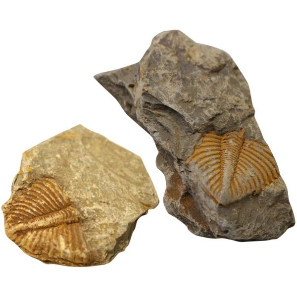 decorative objects & figurines 2pcs trilobite fossil paleontology fun science ornaments teaching props
decorative objects & figurines 2pcs trilobite fossil paleontology fun science ornaments teaching props