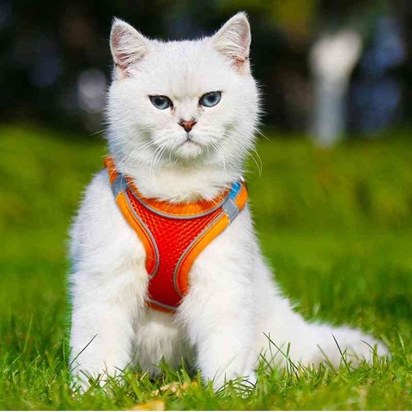 breathable mesh dog harness leash rope set dogs puppy cat vest reflective traction rope adjustable outdoor walking collar set
breathable mesh dog harness leash rope set dogs puppy cat vest reflective traction rope adjustable outdoor walking collar set