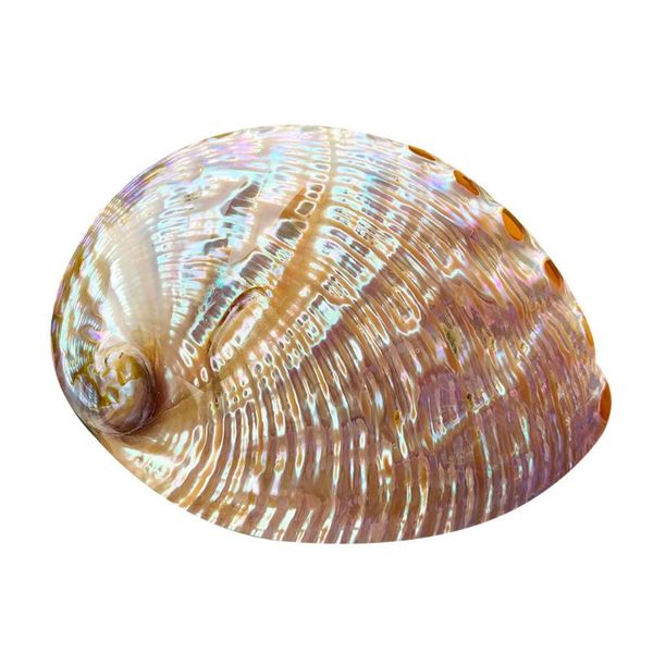 novelty items natural polished california mexico blue abalone shell aquarium landscaping craft beach wedding decor diy jewelry display holde
novelty items natural polished california mexico blue abalone shell aquarium landscaping craft beach wedding decor diy jewelry display holde